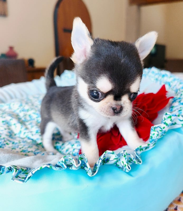 Chihuahua - Lou Crozia
