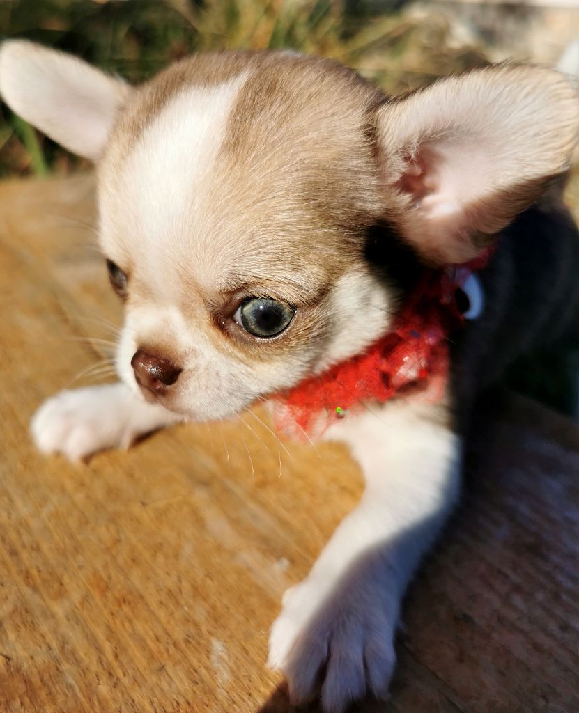 CHIOT - Chihuahua