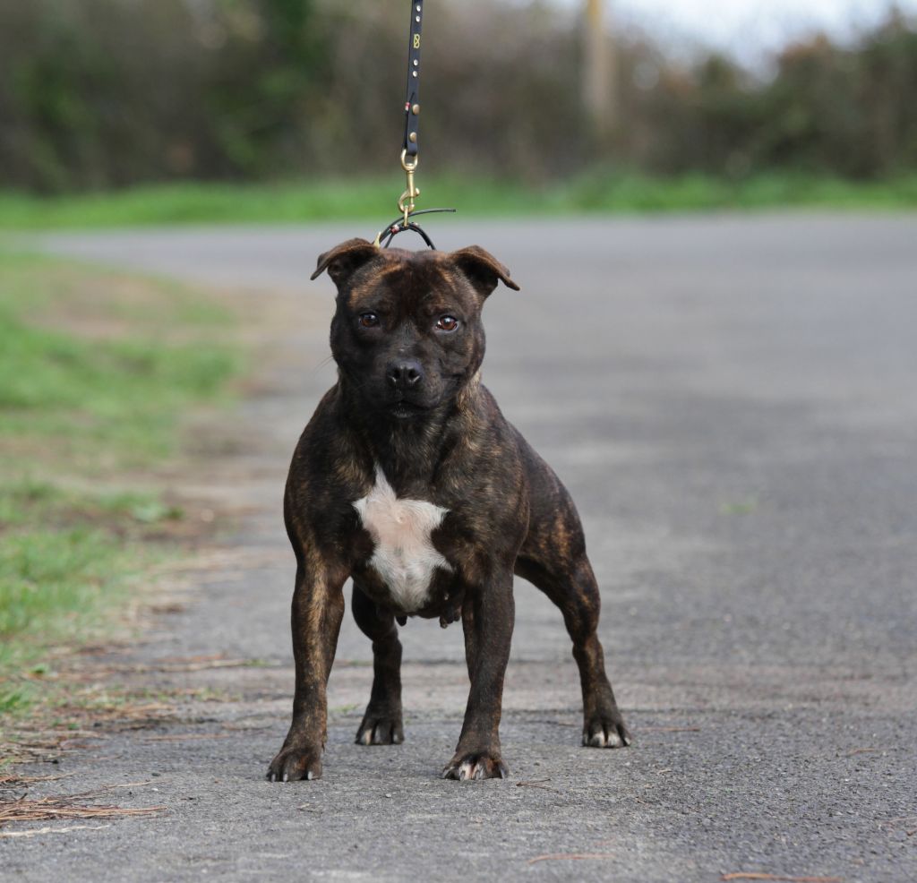 Publication : De Rockstar Dog