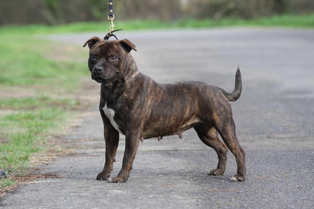 Publication : De Rockstar Dog