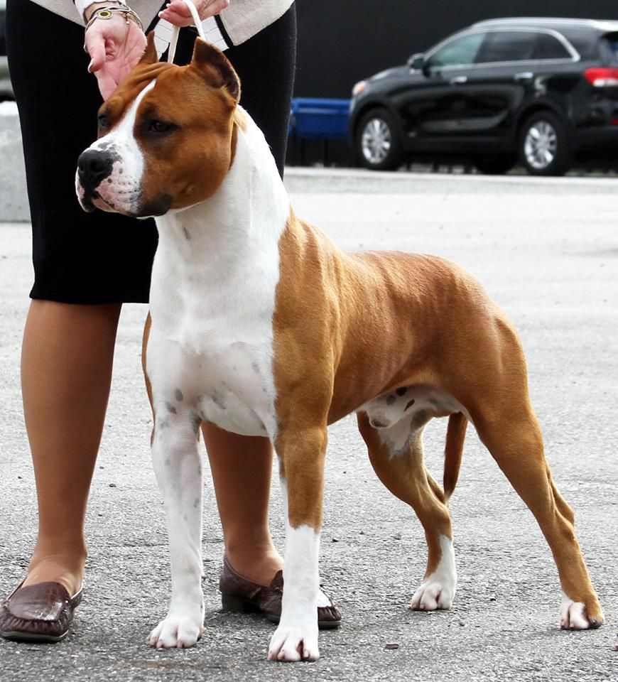 Publication : De Rockstar Dog