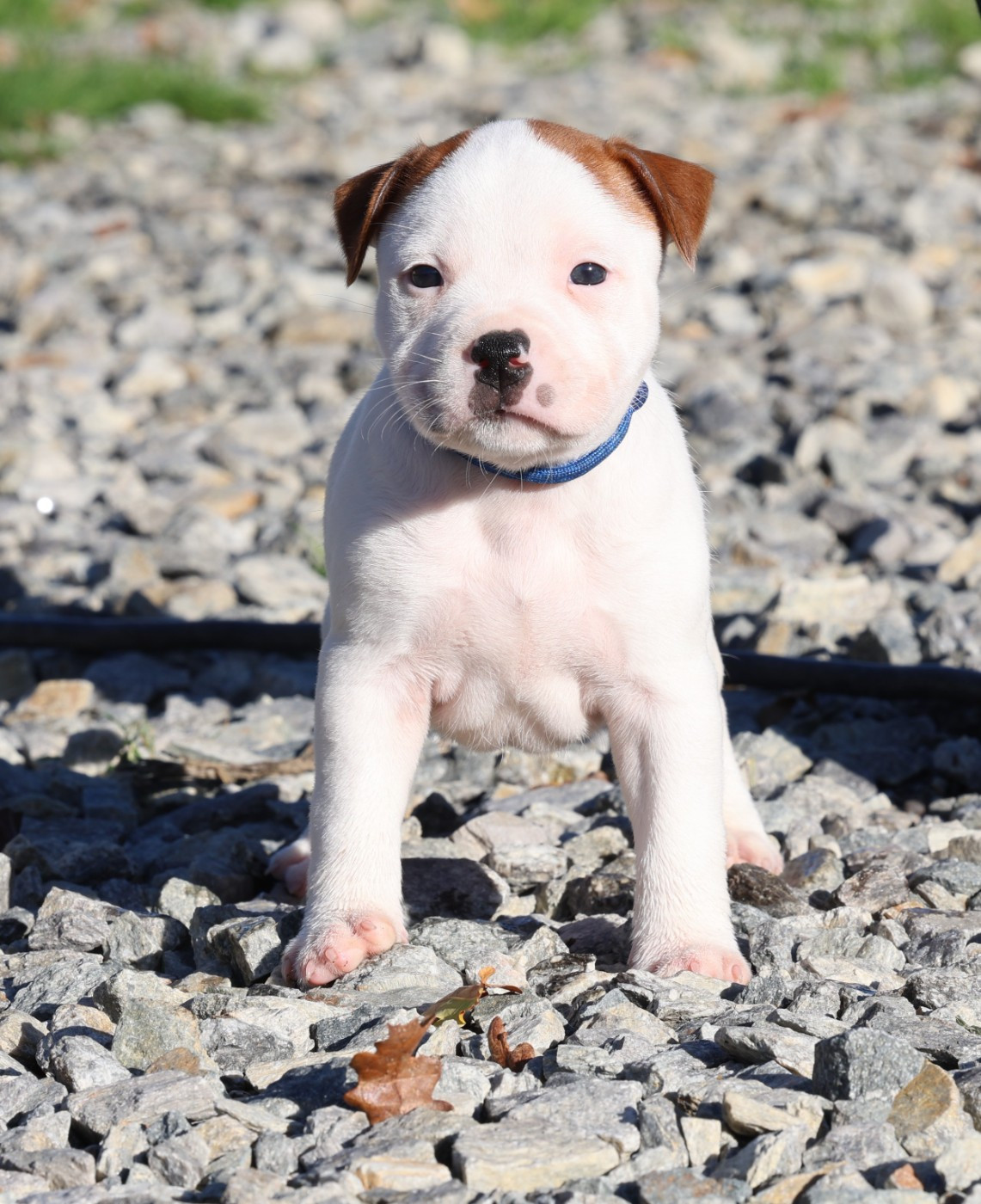 Staffordshire Bull Terrier - De Rockstar Dog