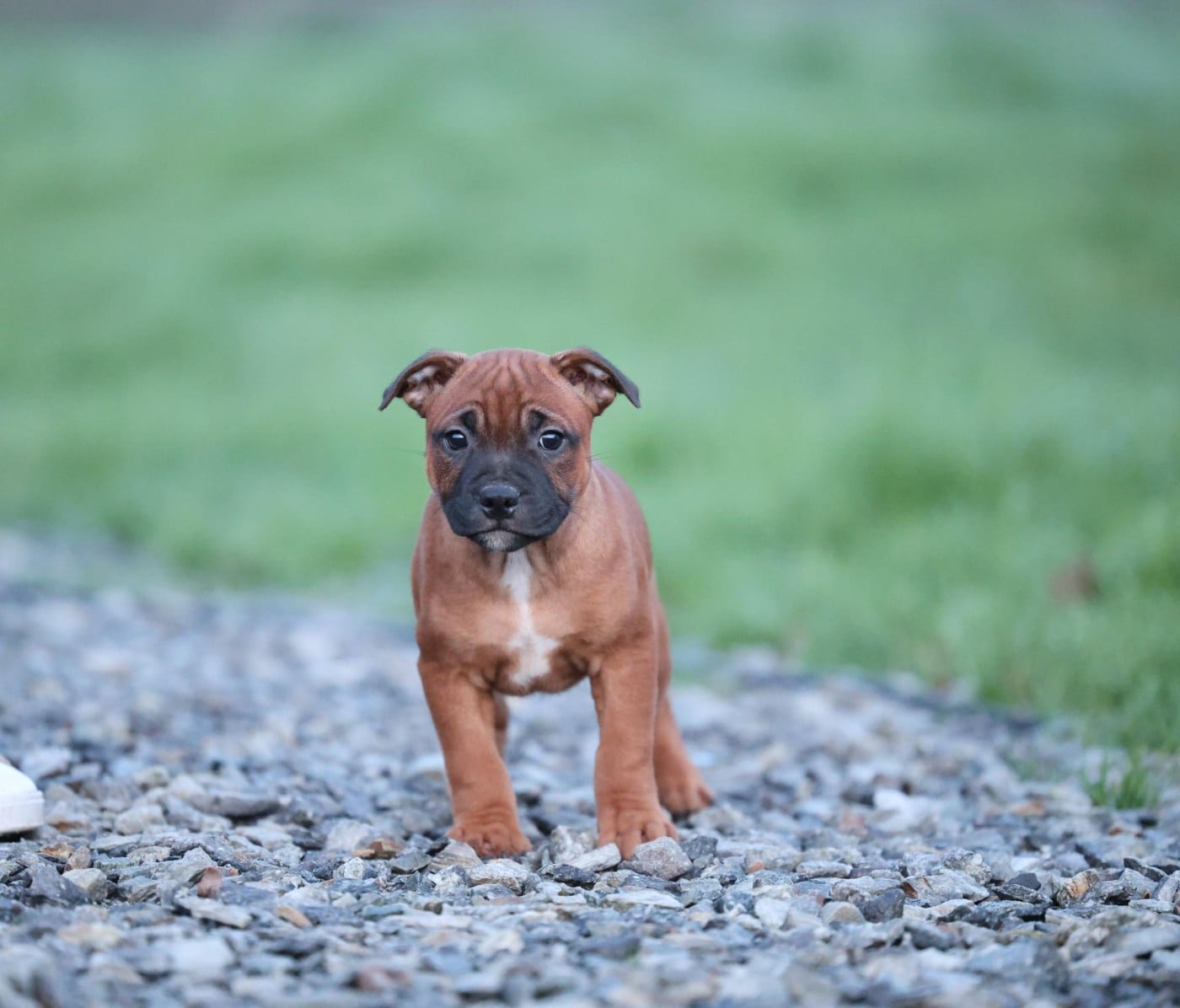 Staffordshire Bull Terrier - De Rockstar Dog