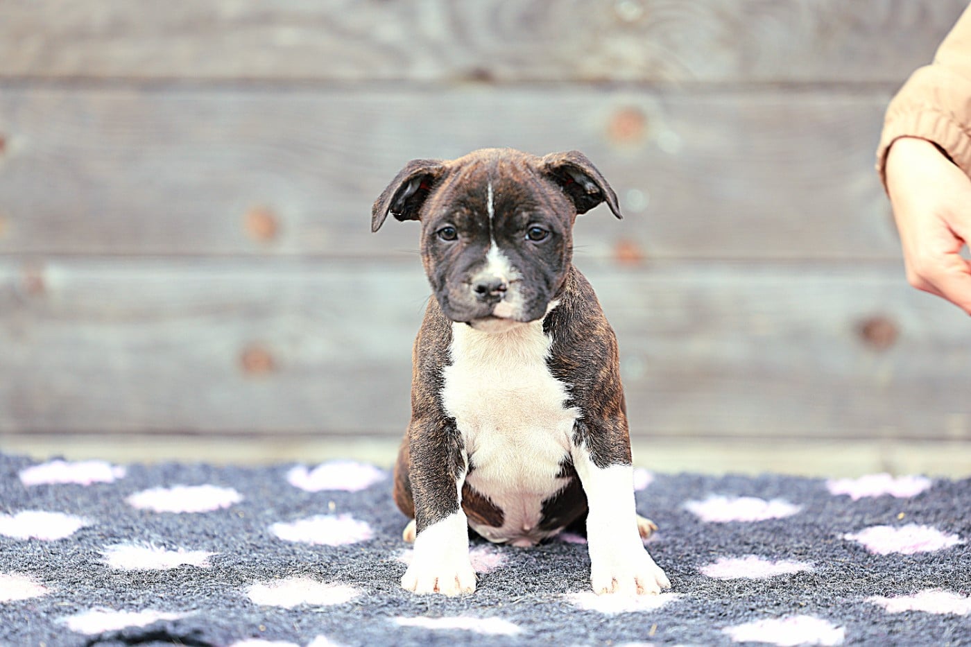 Staffordshire Bull Terrier - De Rockstar Dog
