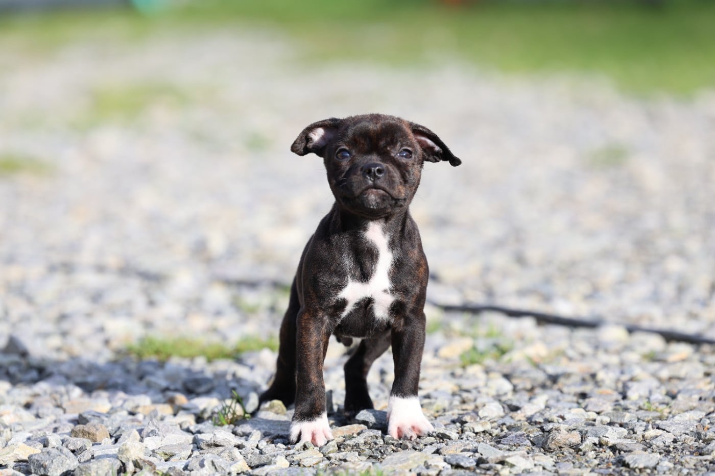 Staffordshire Bull Terrier - De Rockstar Dog