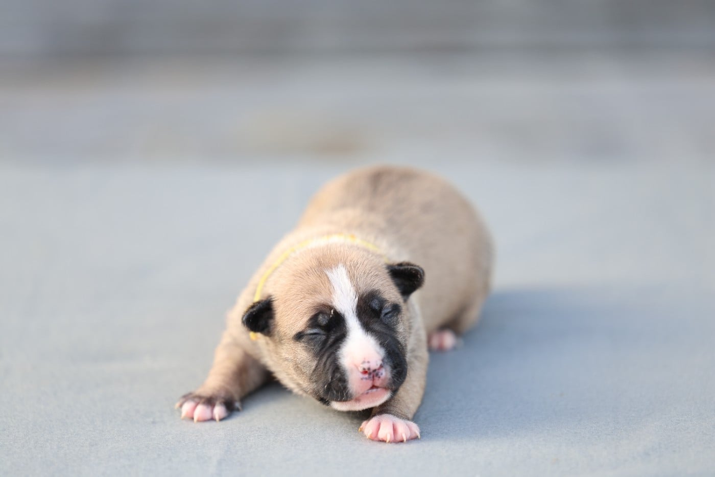 American Staffordshire Terrier - De Rockstar Dog