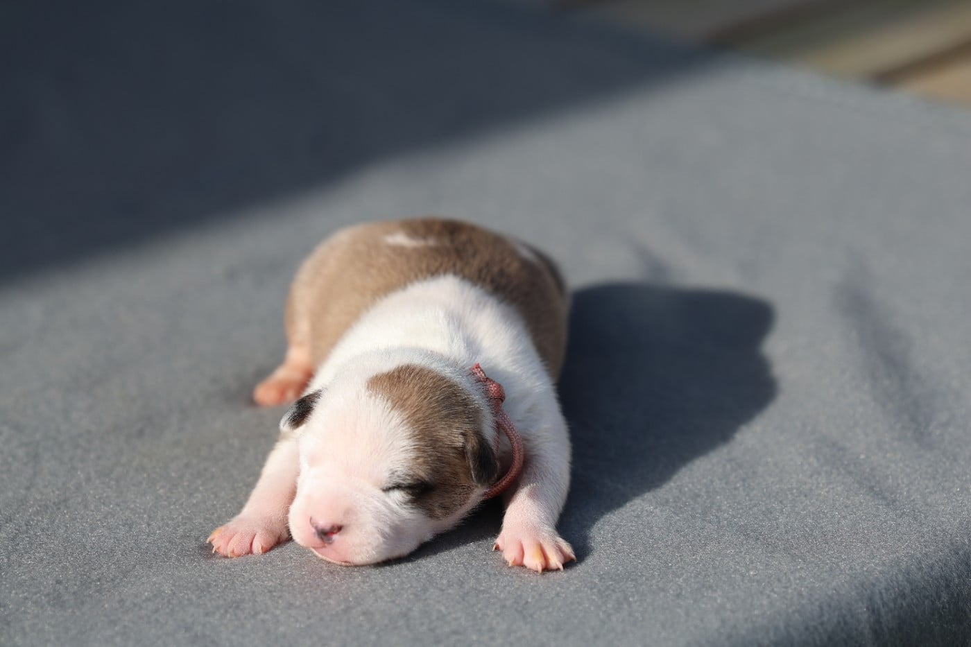 American Staffordshire Terrier - De Rockstar Dog