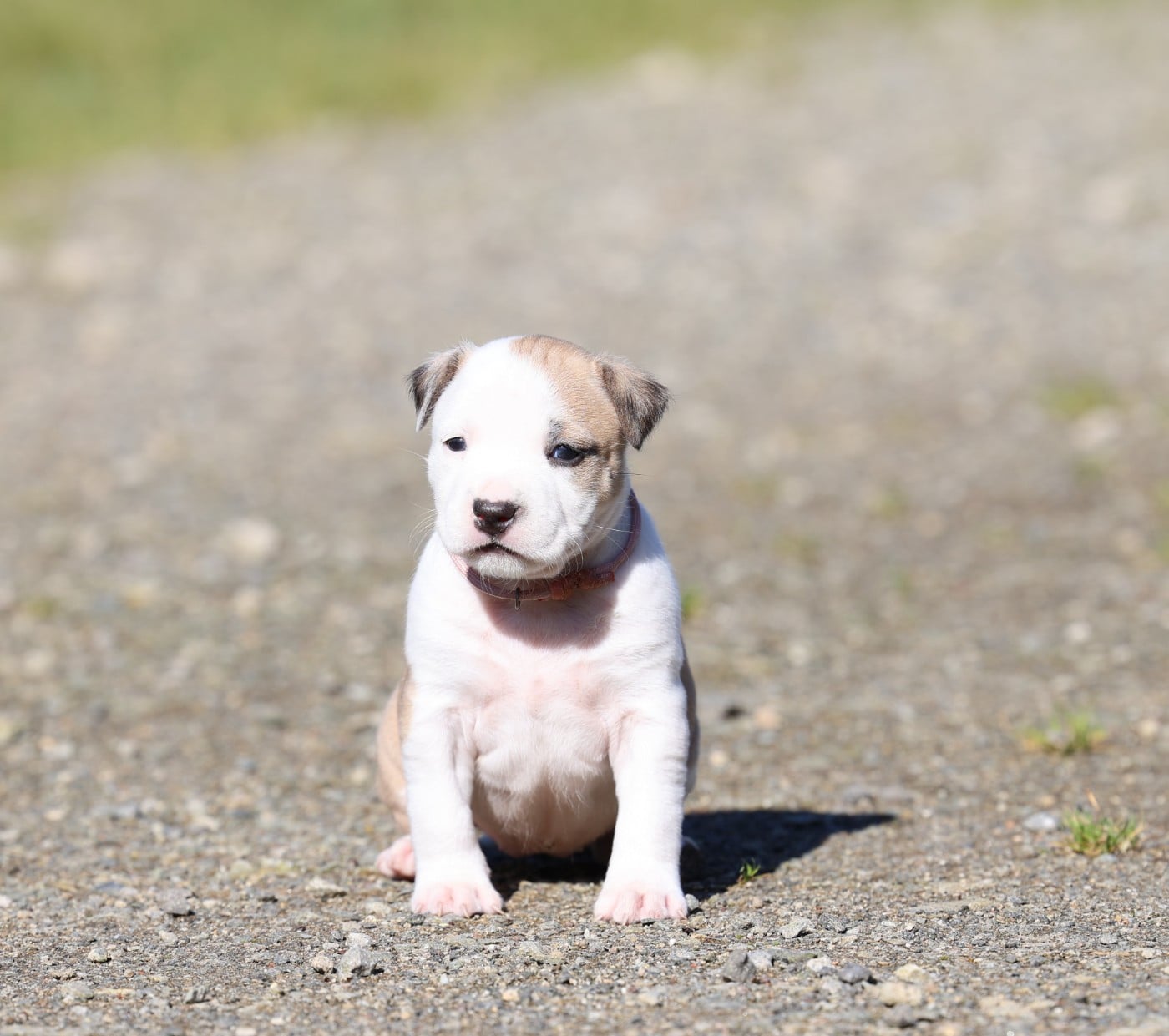 American Staffordshire Terrier - De Rockstar Dog