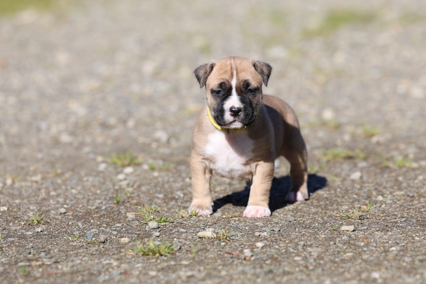 American Staffordshire Terrier - De Rockstar Dog