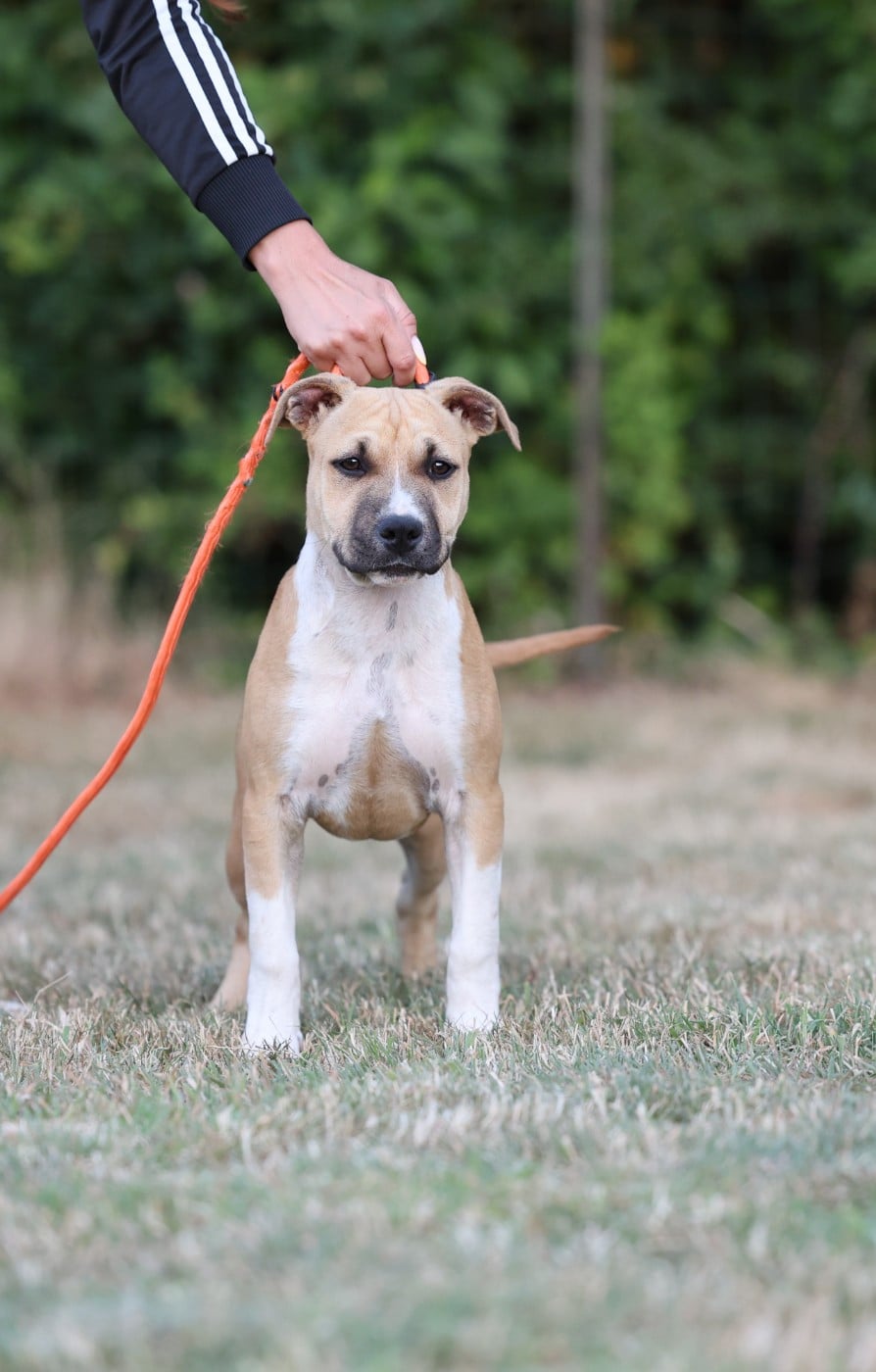 CHIOT COLLIER GRIS - American Staffordshire Terrier