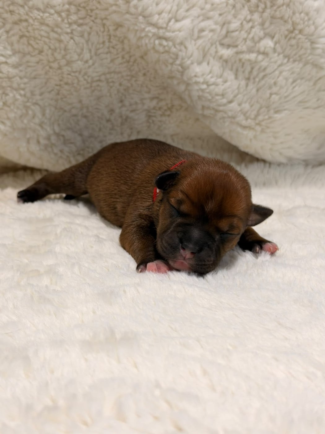 Blazing Phoenix - collier rouge - Staffordshire Bull Terrier