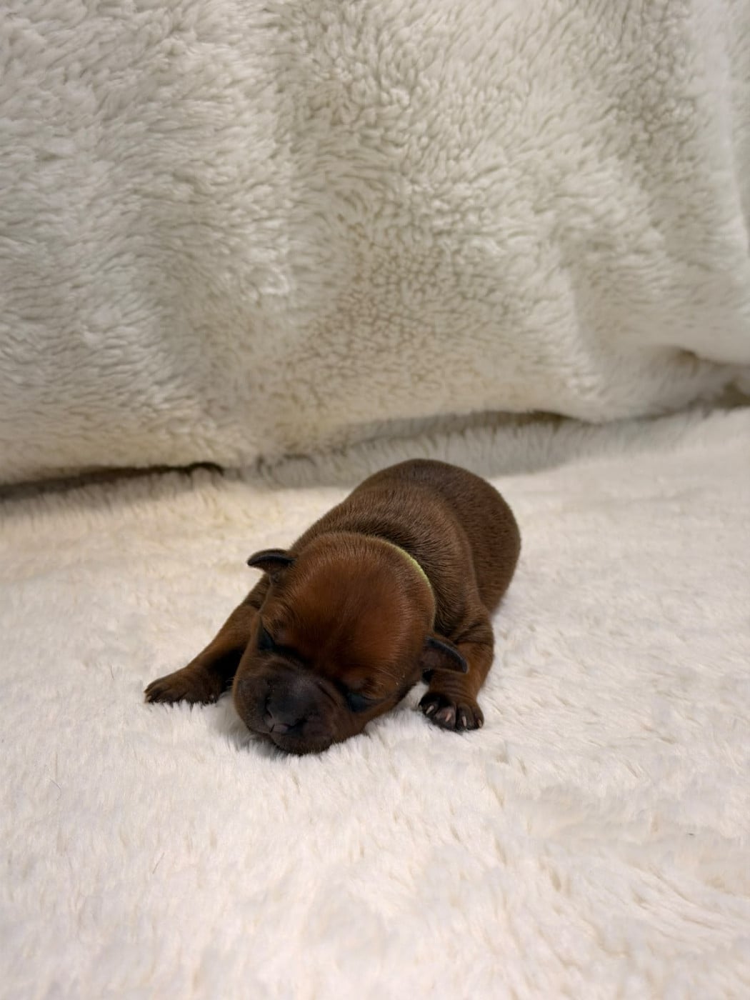 British Heritage - collier fluo - Staffordshire Bull Terrier