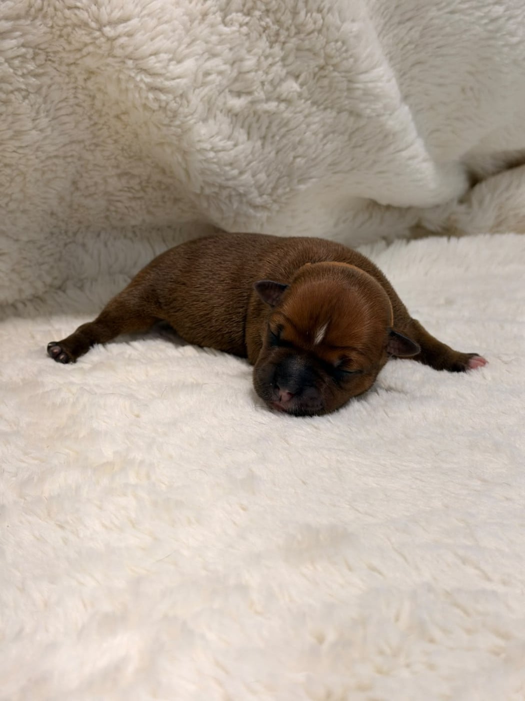 Burning Red - collier marron - Staffordshire Bull Terrier