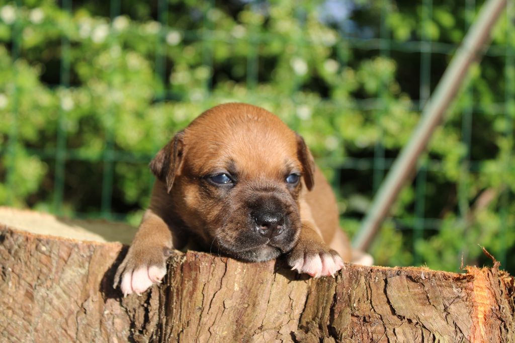 Chiot Staffordshire Bull Terrier - CHIOT sans collier De Rockstar Dog