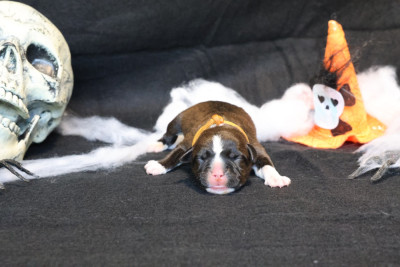 Les chiots de Staffordshire Bull Terrier