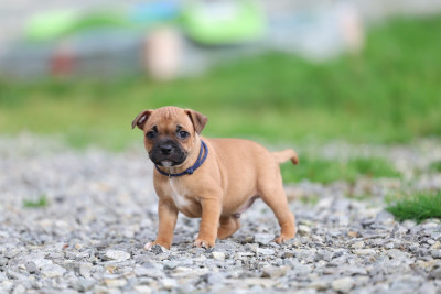 Les chiots de Staffordshire Bull Terrier