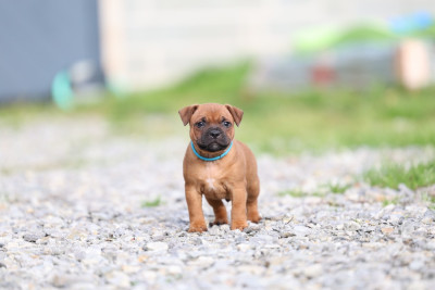 Les chiots de Staffordshire Bull Terrier