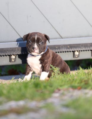 Les chiots de Staffordshire Bull Terrier