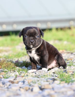 Les chiots de Staffordshire Bull Terrier
