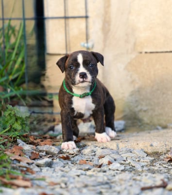Les chiots de Staffordshire Bull Terrier