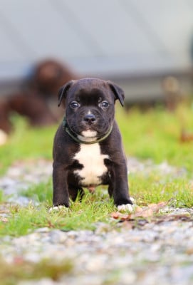 Les chiots de Staffordshire Bull Terrier