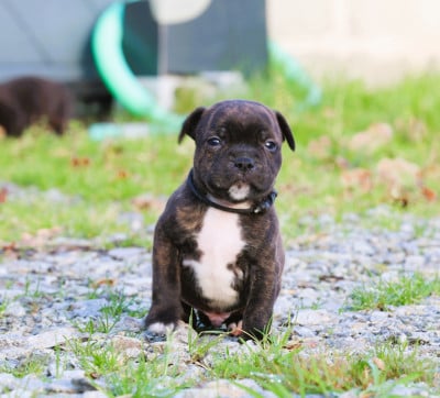 Les chiots de Staffordshire Bull Terrier