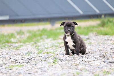 Les chiots de Staffordshire Bull Terrier