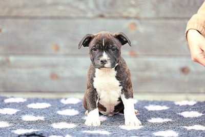 Les chiots de Staffordshire Bull Terrier