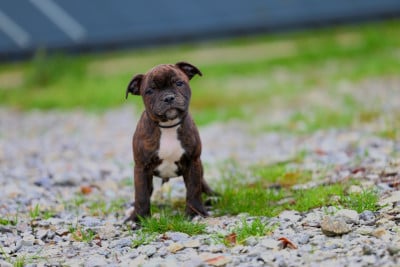Les chiots de Staffordshire Bull Terrier