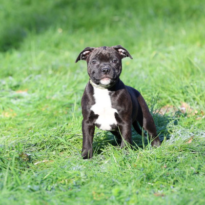 Les chiots de Staffordshire Bull Terrier