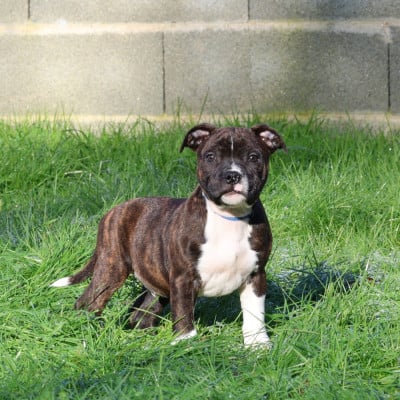 Les chiots de Staffordshire Bull Terrier