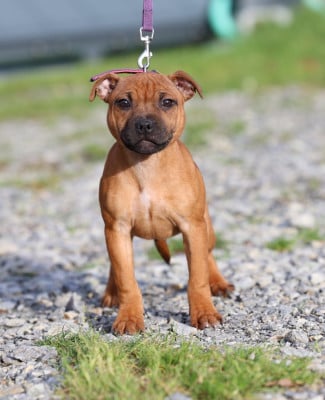 Les chiots de Staffordshire Bull Terrier