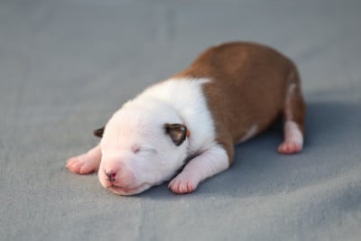 Les chiots de American Staffordshire Terrier