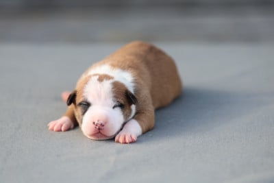 Les chiots de American Staffordshire Terrier