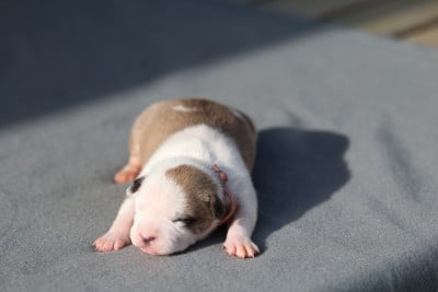 Les chiots de American Staffordshire Terrier