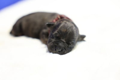 Les chiots de Staffordshire Bull Terrier