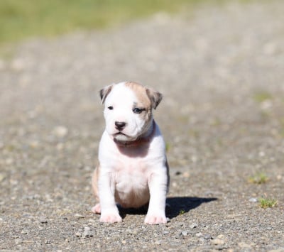 Les chiots de American Staffordshire Terrier