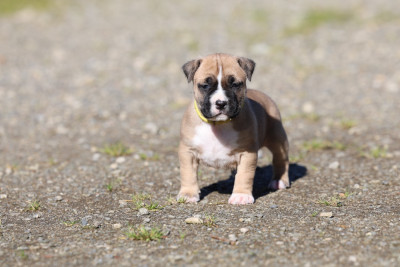 Les chiots de American Staffordshire Terrier