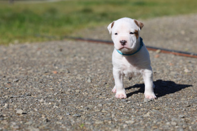 Les chiots de American Staffordshire Terrier