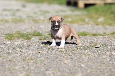 Les chiots de American Staffordshire Terrier