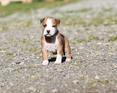 Les chiots de American Staffordshire Terrier