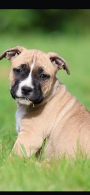 Les chiots de American Staffordshire Terrier