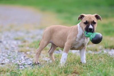 CHIOT COLLIER GRIS - American Staffordshire Terrier
