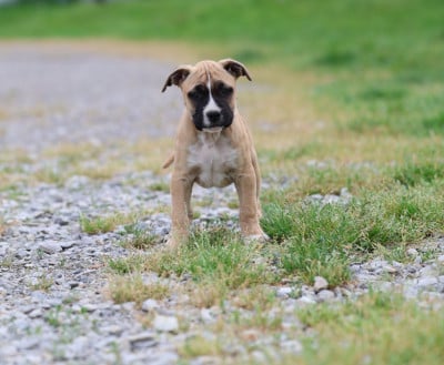 American Staffordshire Terrier