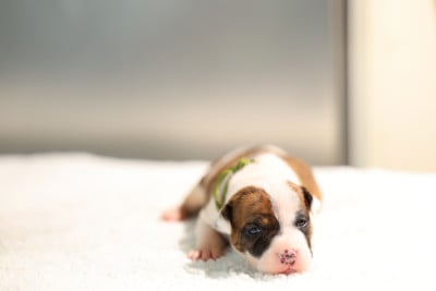 Les chiots de American Staffordshire Terrier