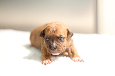 Les chiots de American Staffordshire Terrier