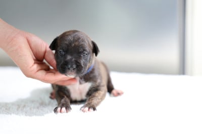 Les chiots de American Staffordshire Terrier