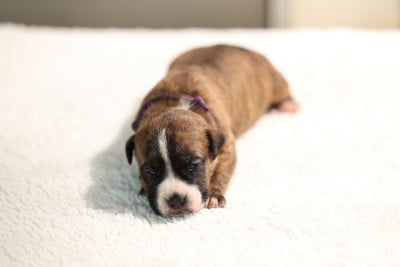 Les chiots de American Staffordshire Terrier