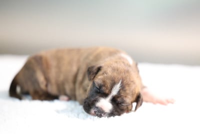 Les chiots de American Staffordshire Terrier