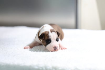 Les chiots de American Staffordshire Terrier